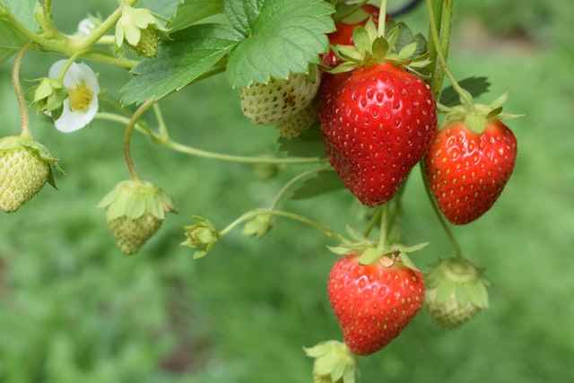 Incorporating Strawberries

