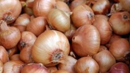 Onions 1