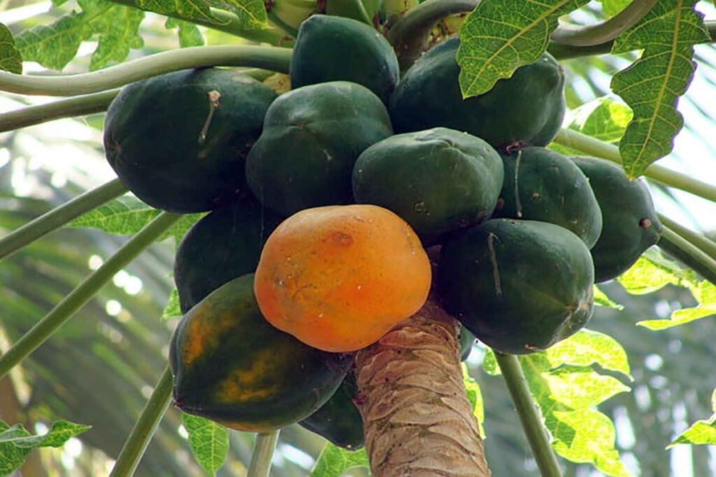 Papaya Plant
