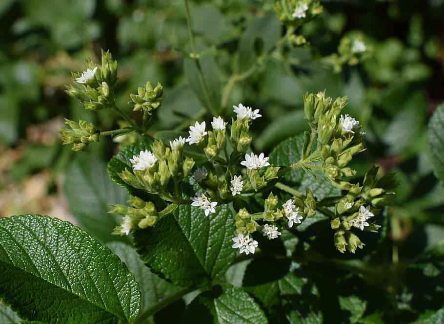 Stevia flowers