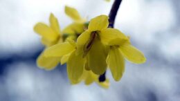 berberine 1