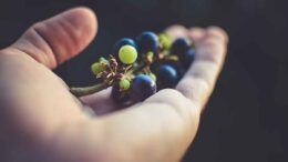 Grapes 1