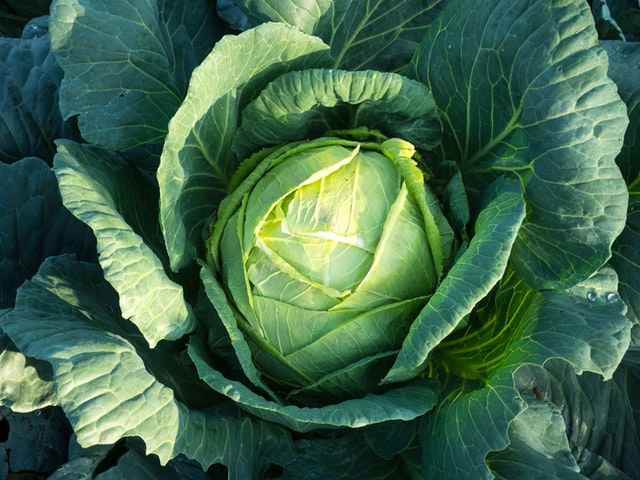 Benefits of Cabbage