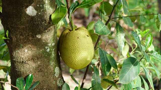 Jackfruit Tree