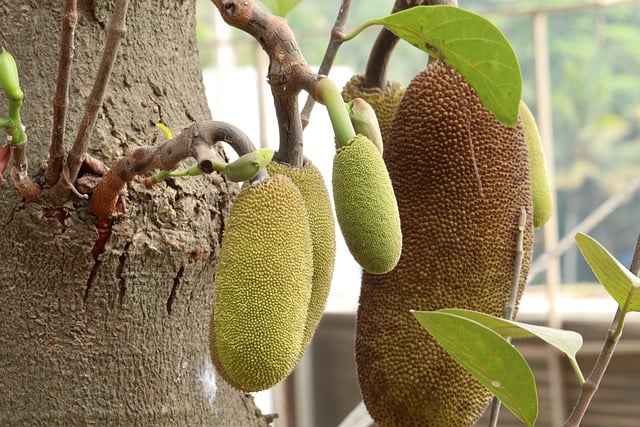 Jackfruits