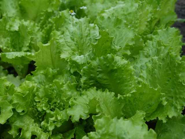 Lettuce for diabetics