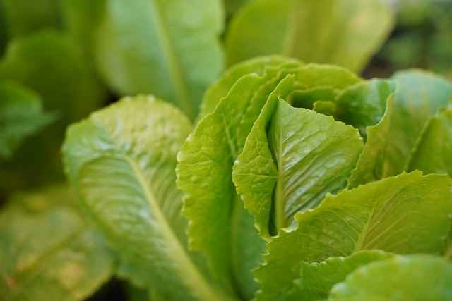 Lettuce's Glycemic Index

