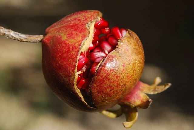 Pomegranate benefits for diabetics

