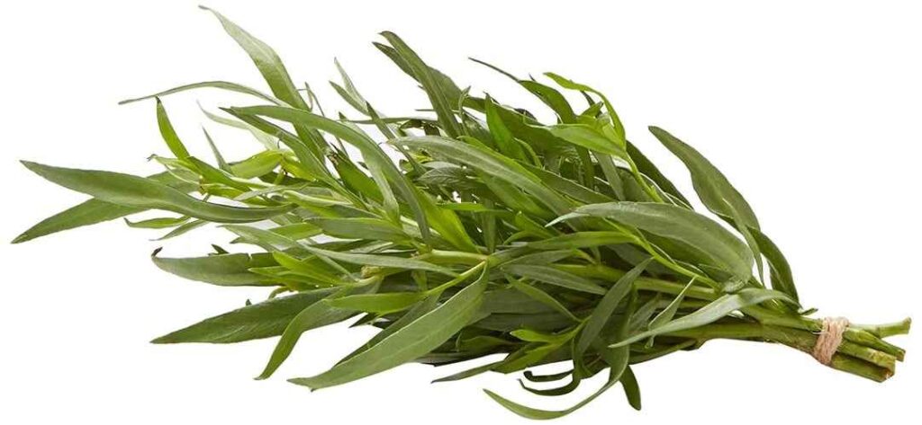 Tarragon