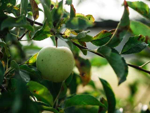 green apple with leaf 
