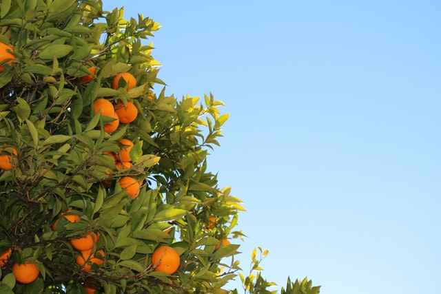 oranges with leaf